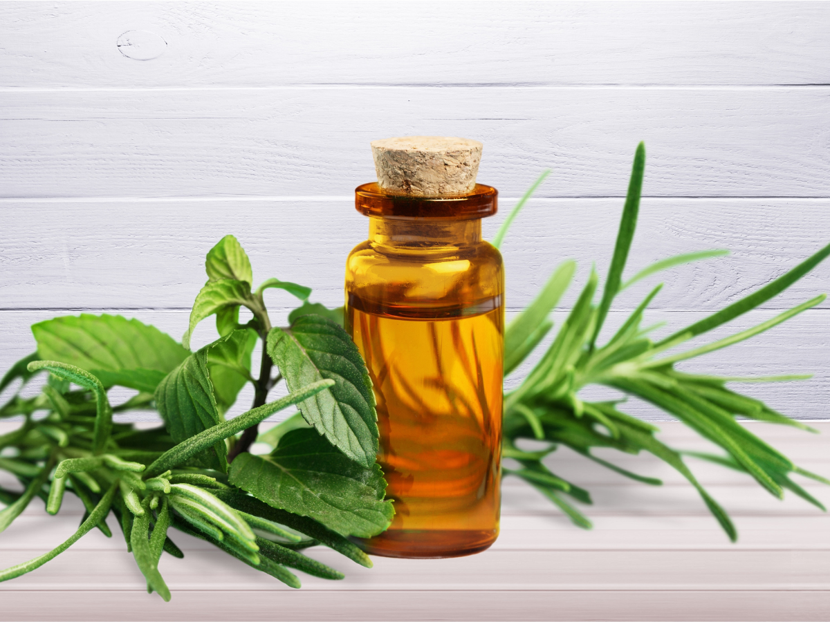 Tea Tree Oil Benefits